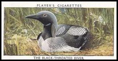 11 The Black Throated Diver